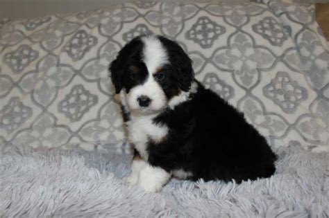 lancaster bernedoodles|bernedoodle puppies in lancaster pa.